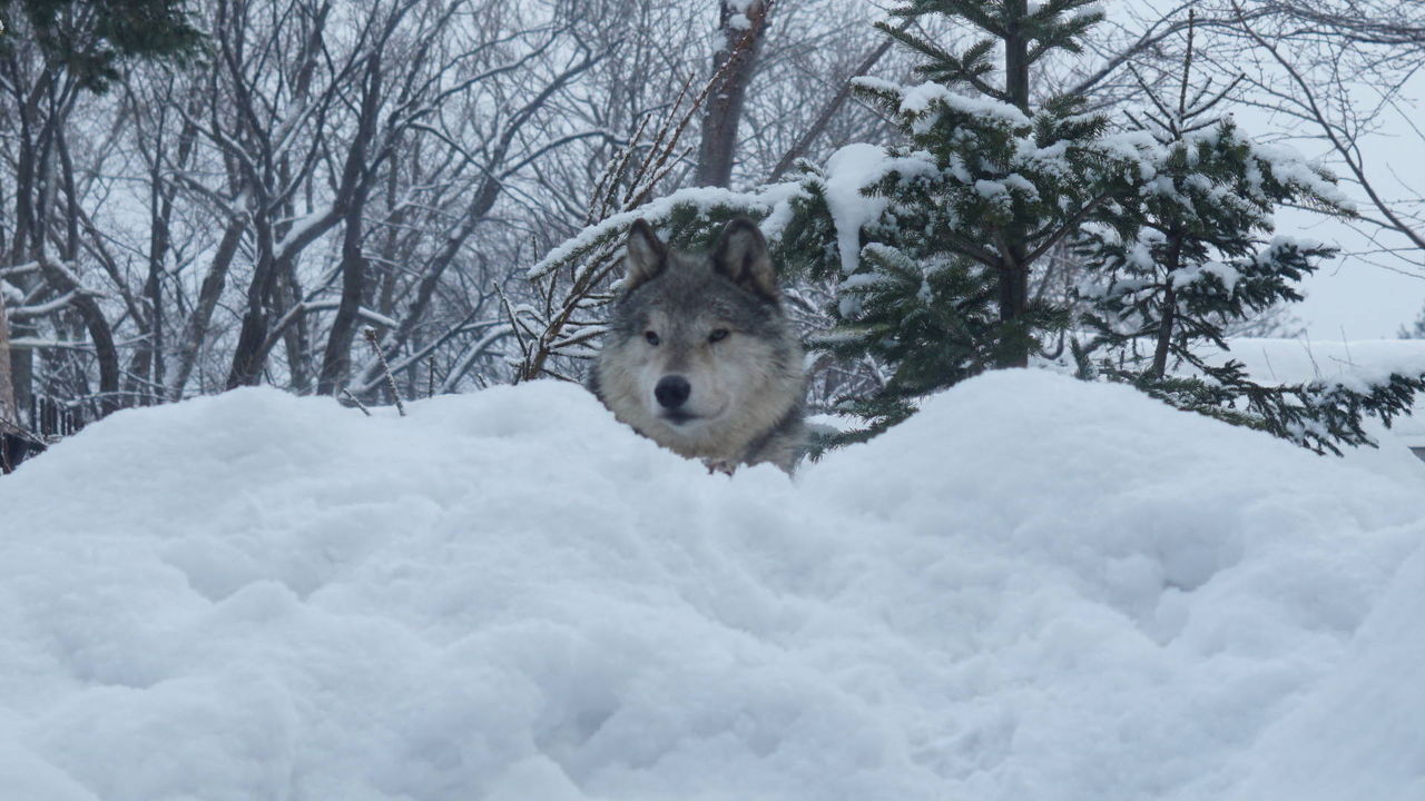 丸山動物園にはオオカミがいるもんだからヾ ﾉ 丸山動物園 後編 ねことアパートと1人暮らし とらやんとおらと