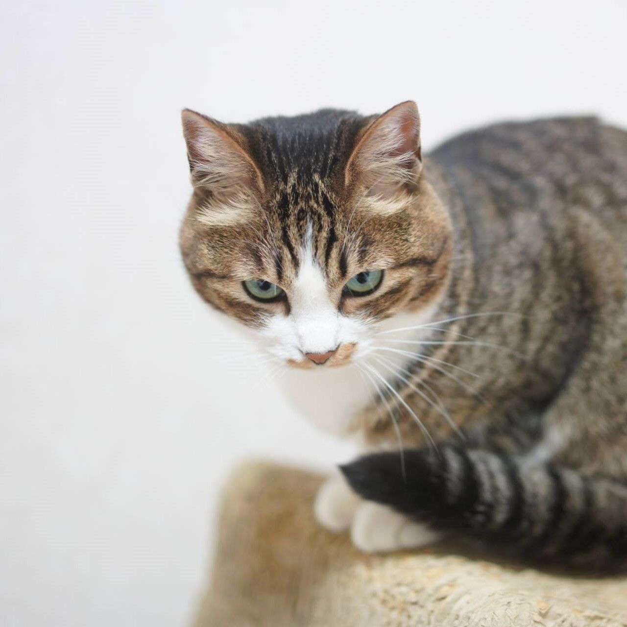 猫1232 そうだ 宝くじを買おう と言い出す飼い主と雪山みてる愛猫と ねことアパートと1人暮らし とらやんとおらと