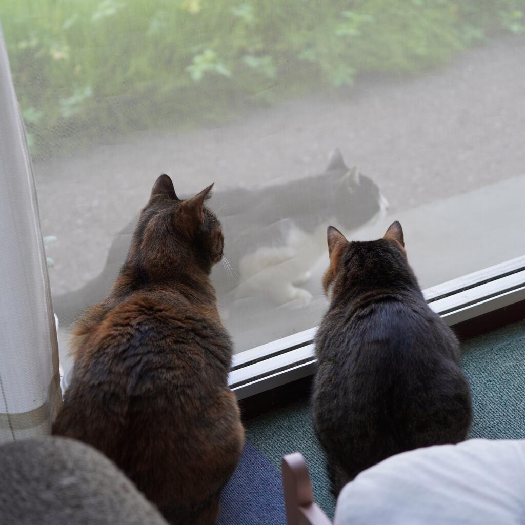 きつね追いかけまわしてるっぽい野良猫と我が家の猫の集会(猫2481