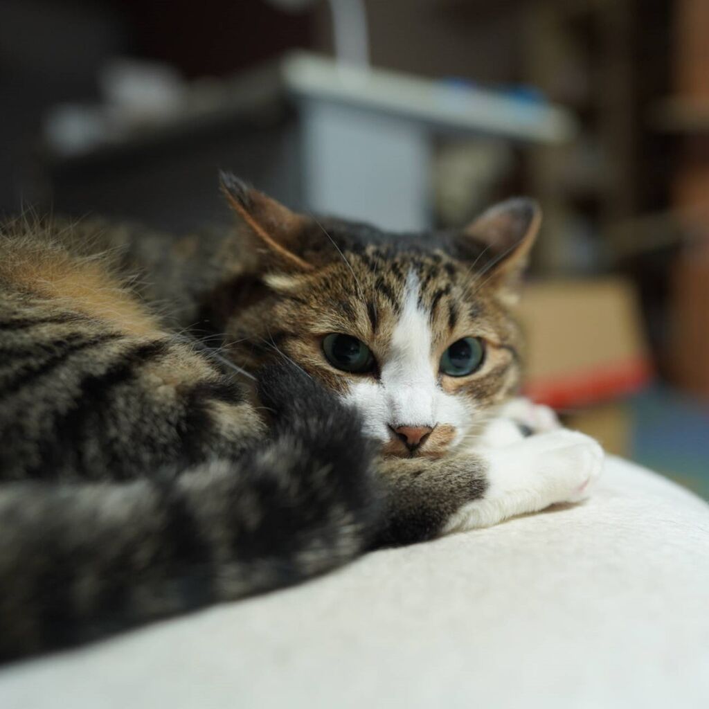 歯に挟まったのが取れた飼い主とキャットタワーエンジョイの麦ちゃんと 猫12 ねことアパートと1人暮らし とらやんとおらと