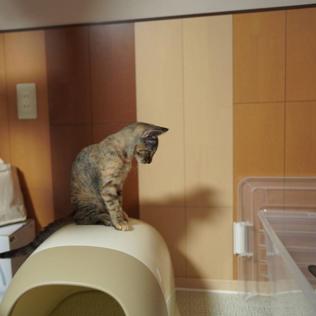 子猫その77 お礼を言いたい飼い主と先輩のトイレ見学する子猫と 猫1507 ねことアパートと1人暮らし とらやんとおらと