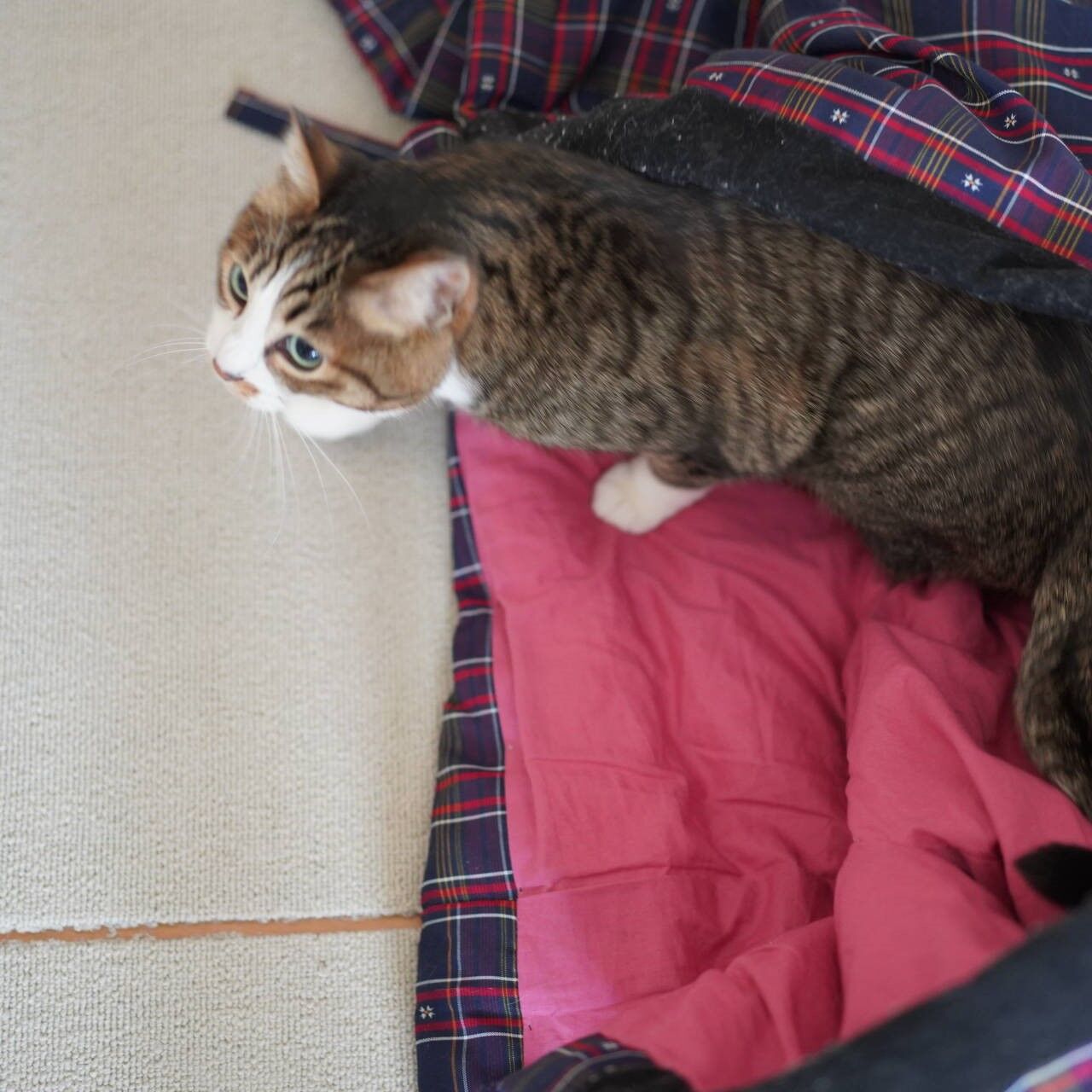 猫1296 猫まみれ展max が気になる飼い主と半纏で暴れる愛猫と ねことアパートと1人暮らし とらやんとおらと
