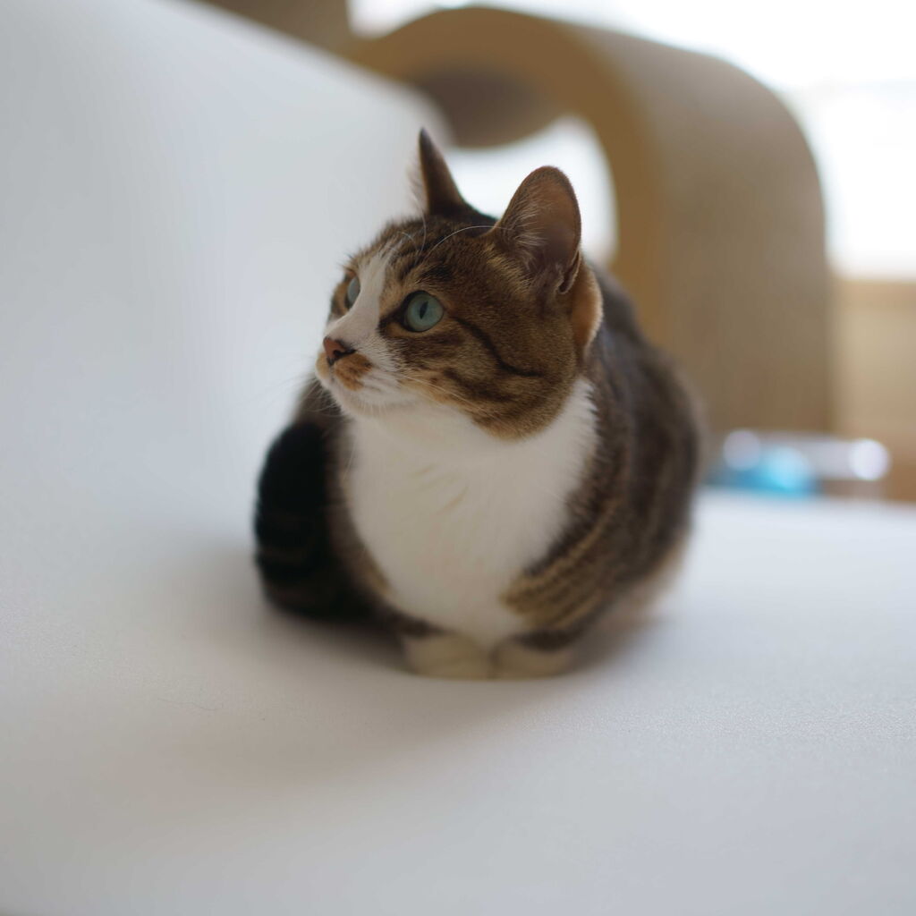 猫1018 安眠を求める飼い主とトゥルースリーパー乗っ取る愛猫と ねことアパートと1人暮らし とらやんとおらと