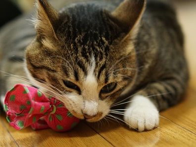 極楽ねこフォトコン3
