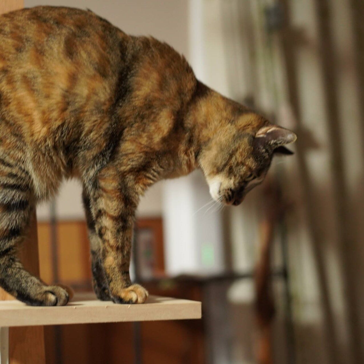 ☆秋いっぱいシマシマ猫ちゃんチャーム☆ ニトリの猫バッグチャームがやっぱりかわいい話としっぽはみ出てる