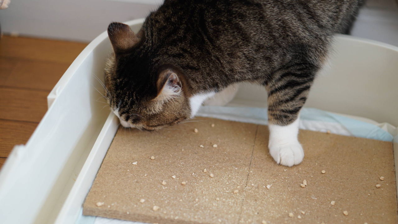 猫493 Dcm 君に決めた 新たな猫砂を試してみたんだ ねことアパートと1人暮らし とらやんとおらと