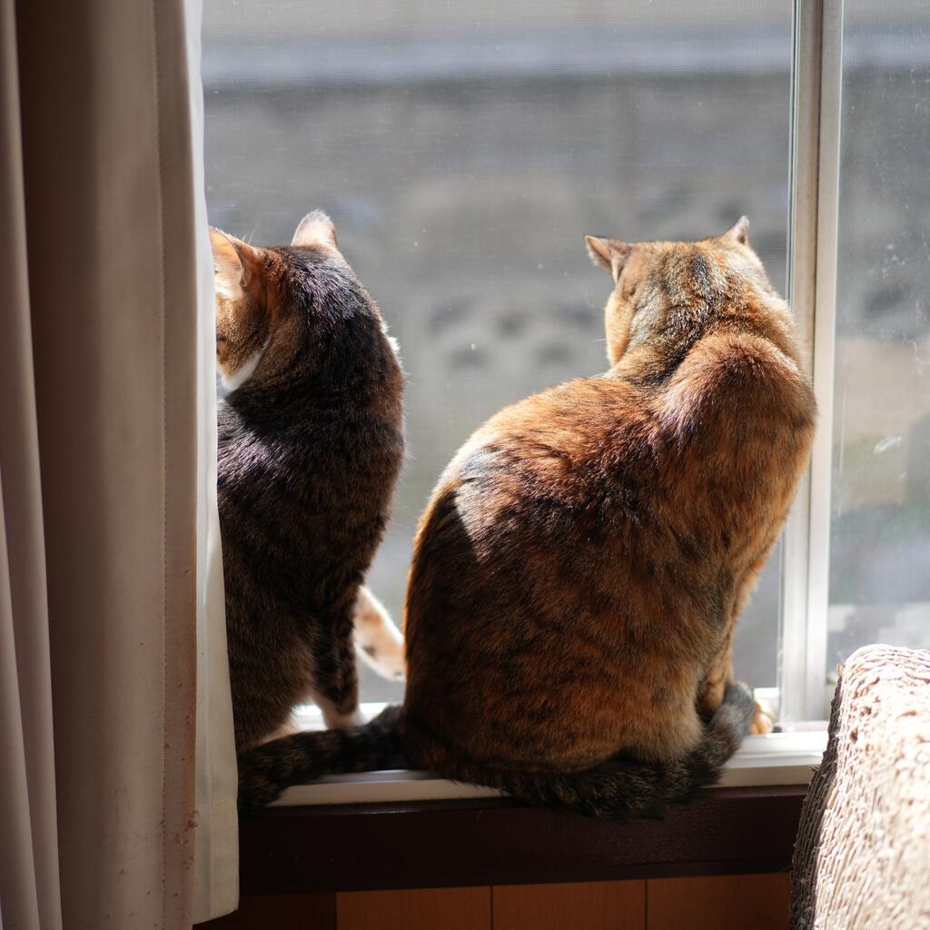 kiyochan | 室外機の上にねこさんが居ました。 ぐっすりと寝込ん
