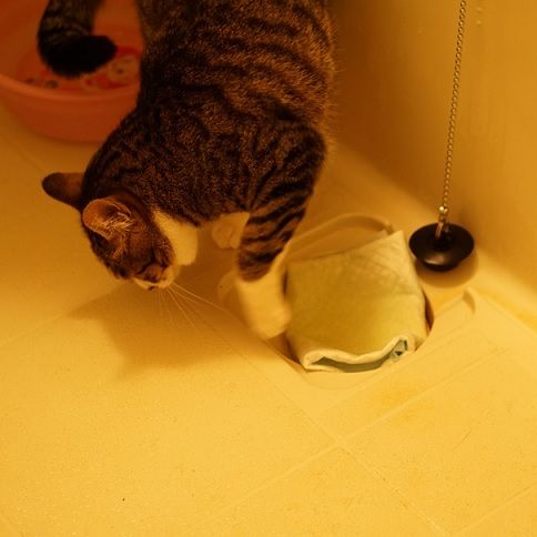 猫271)血尿振り返りと排水口にペットシーツを敷いても何とかなる件 