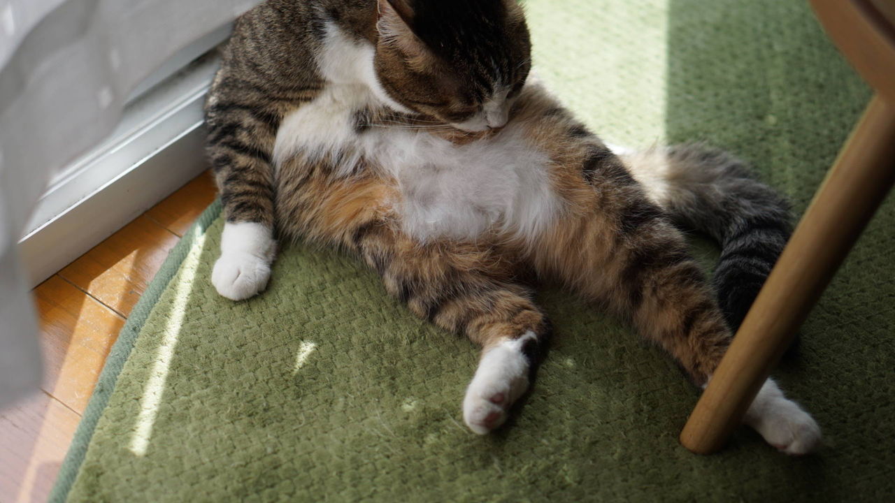 猫398)腹をだだっぴろげて毛づくろい。・・・そういうやり方も