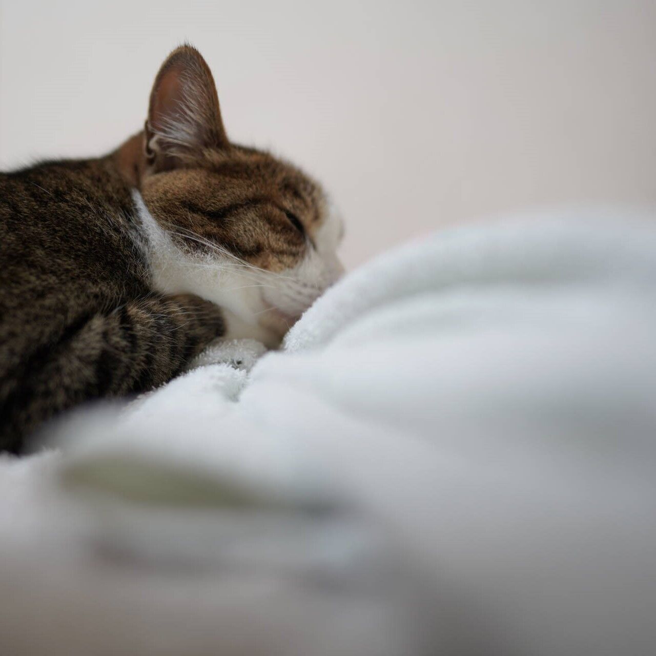 猫1137)風呂敷をあさられる飼い主とバスタオルにはまる愛猫と : ねこと