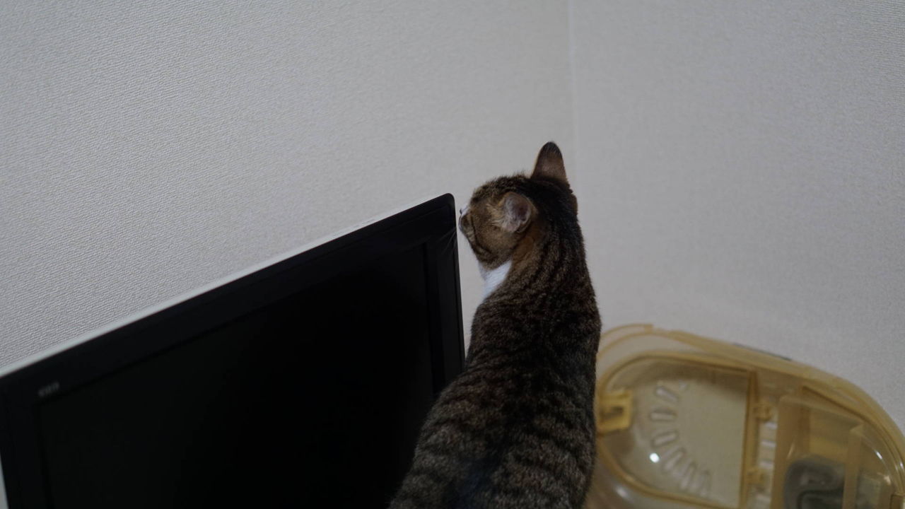 猫405 猫好好 マオハオハオ ちゃんと得体のしれない猫 がきになるとら ねことアパートと1人暮らし とらやんとおらと