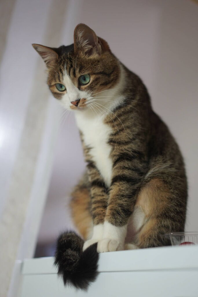 猫1097 飲み会はセーフかアウトか悩む飼い主と冷蔵庫の上に登るのが趣味の愛猫と ねことアパートと1人暮らし