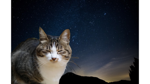 SpaceCat4