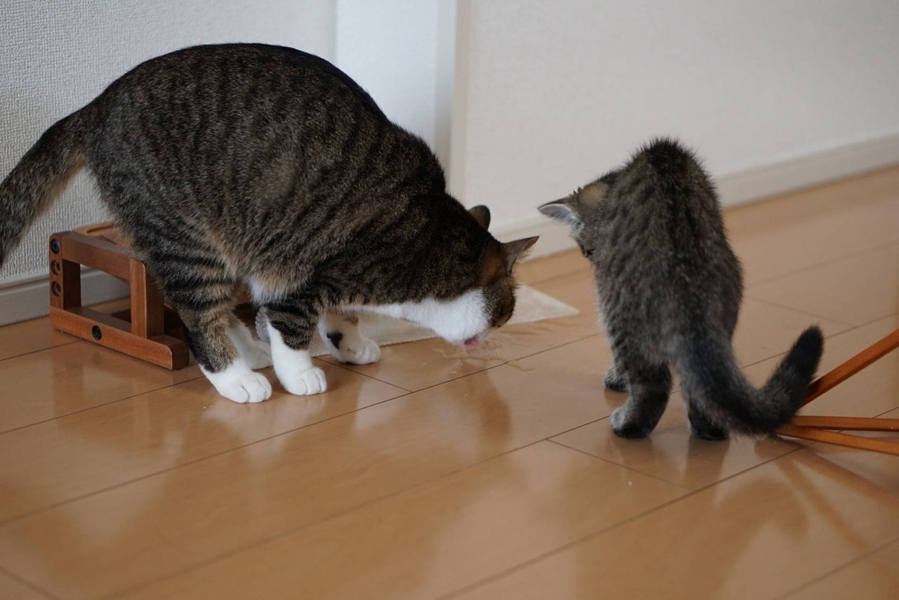 子猫74 水っ ひっくり返さずにはいられないっ な猫たちと気合で病を治そうとする飼い主と 猫710 ねことアパートと1人暮らし とらやんとおらと
