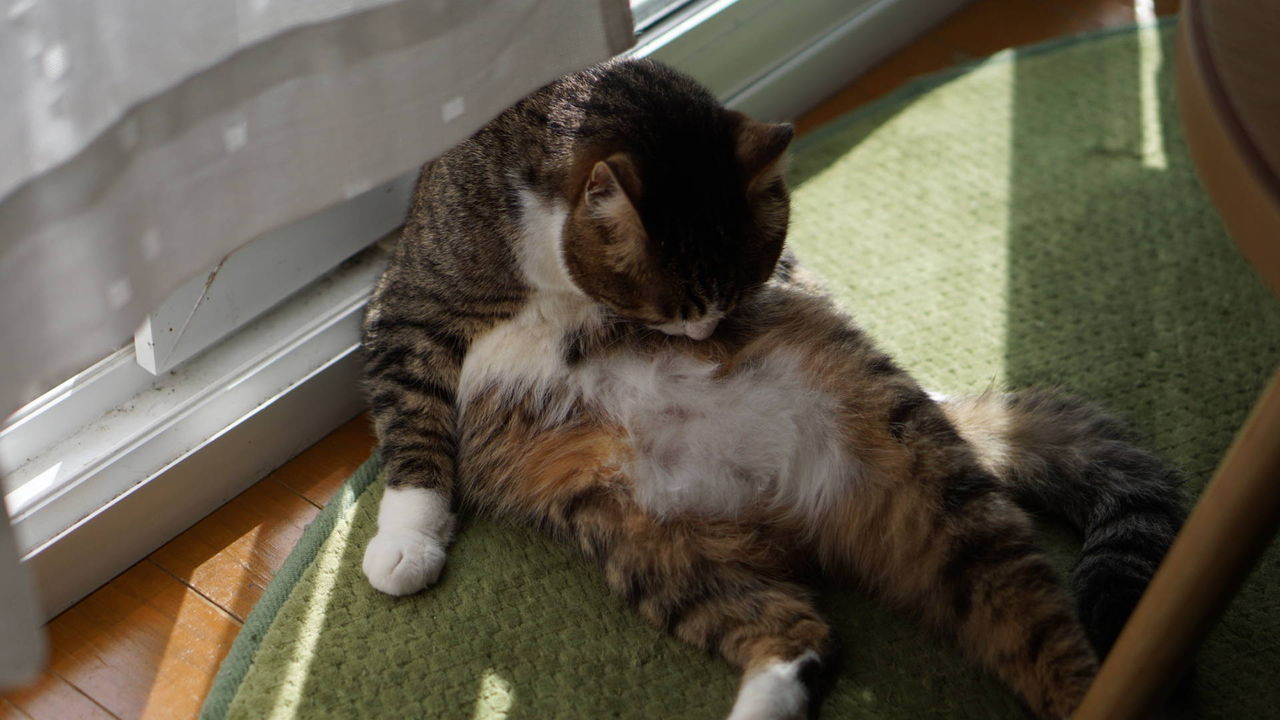 猫398)腹をだだっぴろげて毛づくろい。・・・そういうやり方も