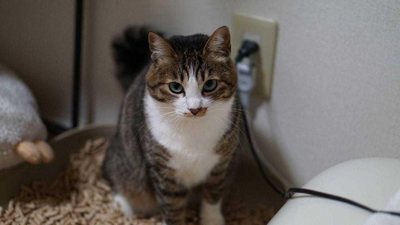 猫493 Dcm 君に決めた 新たな猫砂を試してみたんだ ねことアパートと1人暮らし とらやんとおらと