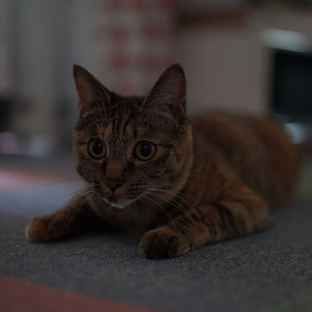 北向きの部屋だから寒いのかもしれない説と巣箱から頭出して 北向きの部屋だから寒いのかもしれない説と巣箱から頭出して
