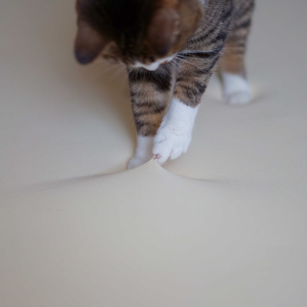 猫1018 安眠を求める飼い主とトゥルースリーパー乗っ取る愛猫と ねことアパートと1人暮らし とらやんとおらと