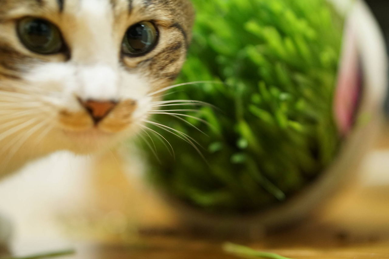 ねこ177)う〇こハイはいいけど体当たりはﾔﾒﾃ・ﾟ・(ﾉД`;)・ﾟ・猫草が 