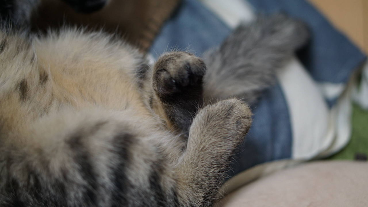 子猫 子猫の模様なんだかわからない問題 キジトラというには点々だもんで 猫719 ねことアパートと1人暮らし とらやんとおらと