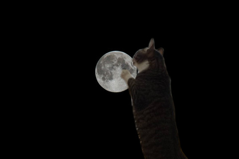 SpaceCat3