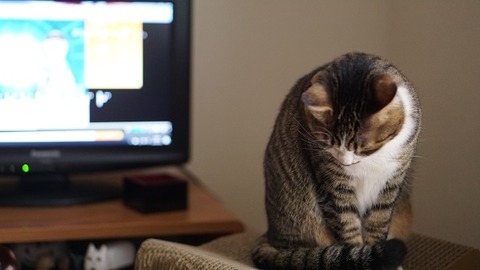 テレビ前の猫2