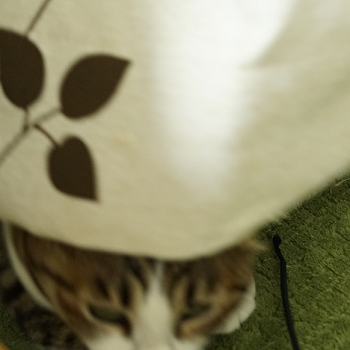 隙間から手3
