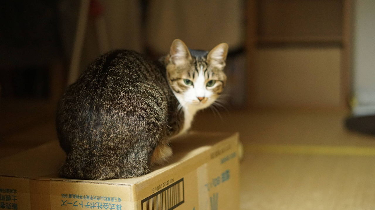 猫472 ふるさと納税を全力で満喫する愛猫 士幌のポテチの段ボールがえらいことになったので ねことアパートと1人暮らし 猫472 ふるさと納税を全力で満喫する愛猫 士幌のポテチの段ボールがえらいことになったので ねことアパートと1人暮らし