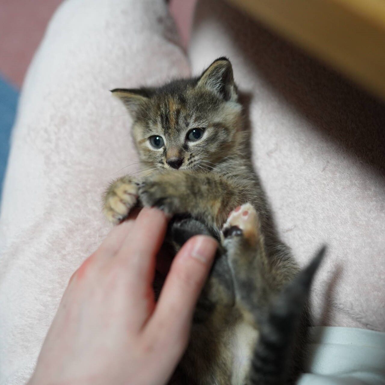 子猫その7)シャンプータオルで拭いてふわふわを目指すべさ(猫1434