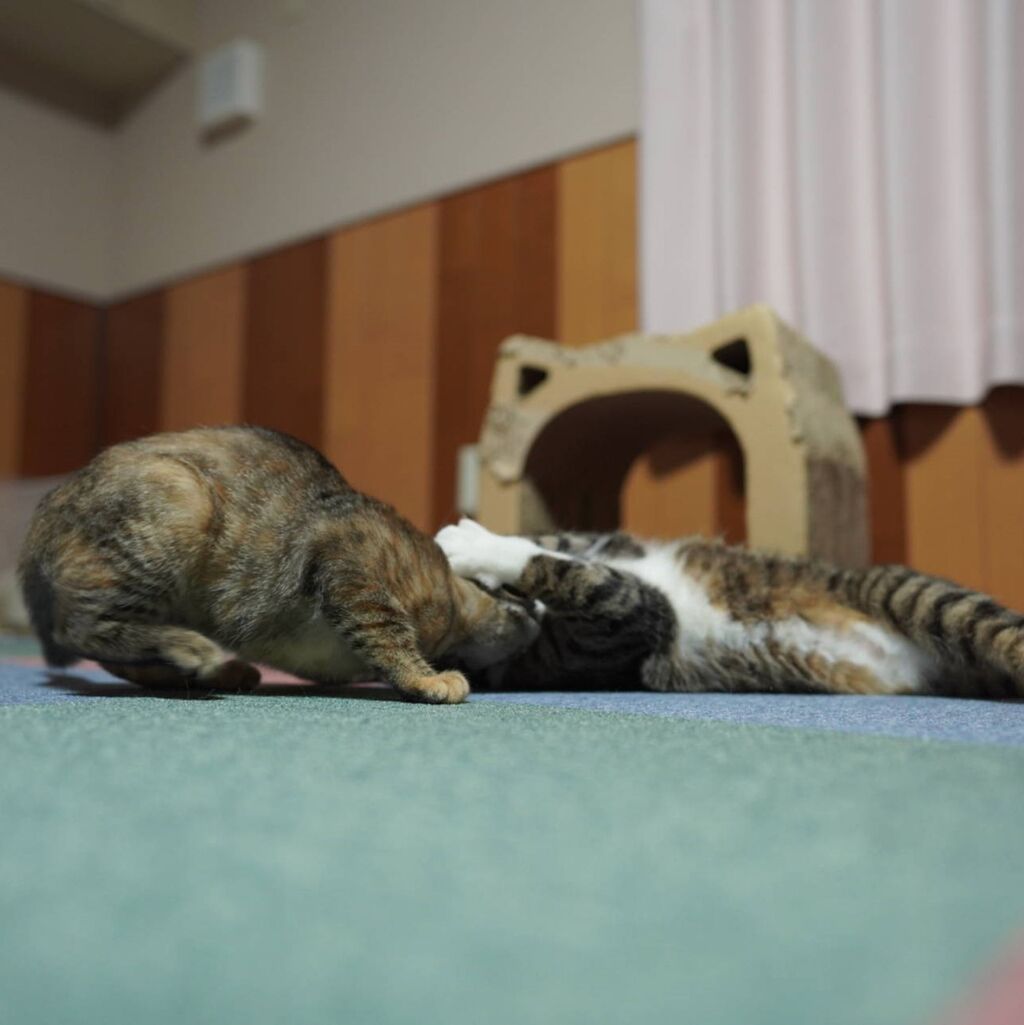 ジャケットにカビ生えて涙目の飼い主と取っ組み合いの猫ズと 子猫その86 猫1517 ねことアパートと1人暮らし とらやんとおらと