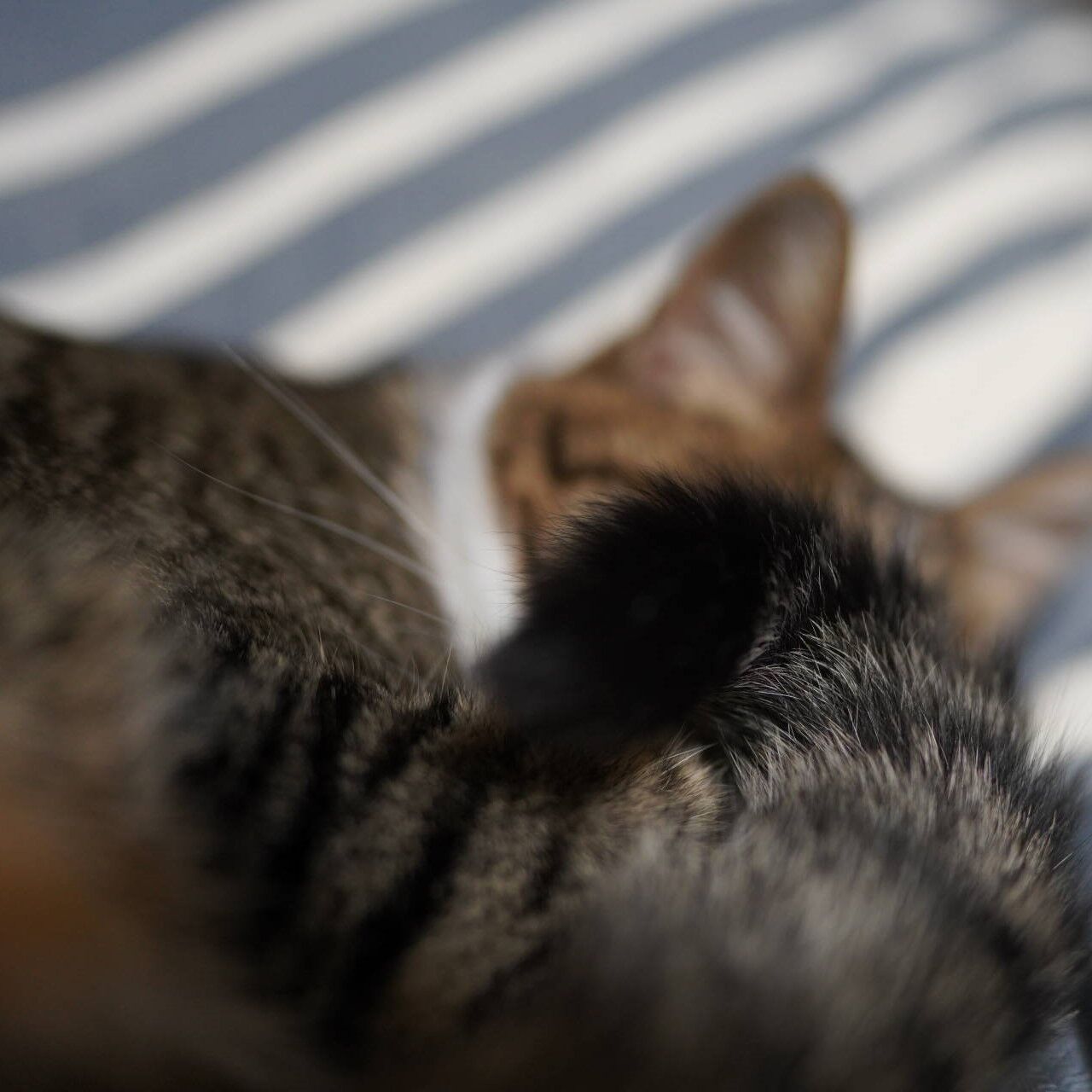 猫1162 原因不明の通信量とお布団に来るようになった愛猫と ねことアパートと1人暮らし とらやんとおらと