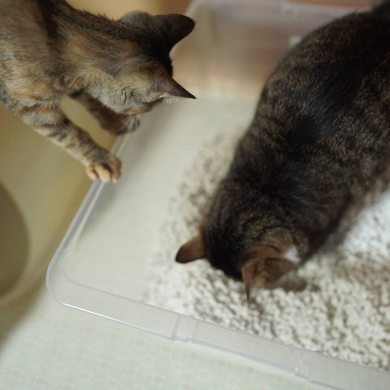 子猫その77 お礼を言いたい飼い主と先輩のトイレ見学する子猫と 猫1507 ねことアパートと1人暮らし とらやんとおらと