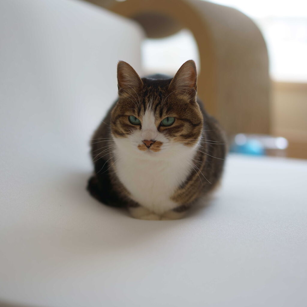 猫1018 安眠を求める飼い主とトゥルースリーパー乗っ取る愛猫と ねことアパートと1人暮らし とらやんとおらと