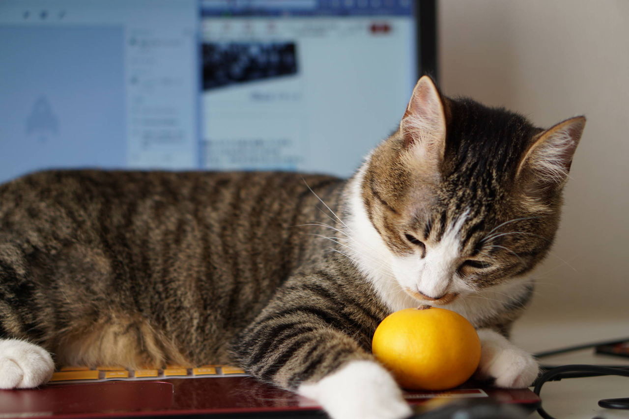 ねこ151 猫 みかん嫌いなんs D ﾉ ﾉ のせ猫 やってみようと思って失敗した件 ねことアパートと1人暮らし とらやんとおらと
