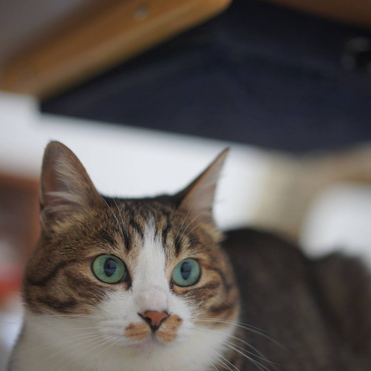 猫1076)採尿のタイミングだけは掴んだ飼い主と炬燵下でくつろぐ愛猫と 