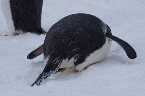雪たのしいよ