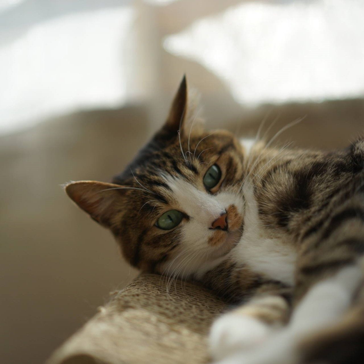 猫811 極楽ねこカレンダーフォトコンテスト 応募開始だってヾ ﾉ ねことアパートと1人暮らし とらやんとおらと