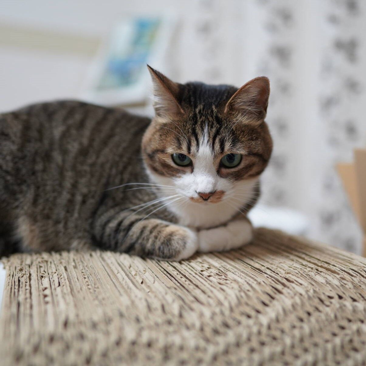 猫1329 駐車場の契約が進まない飼い主と横向きの爪とぎで寛ぐ愛猫と ねことアパートと1人暮らし