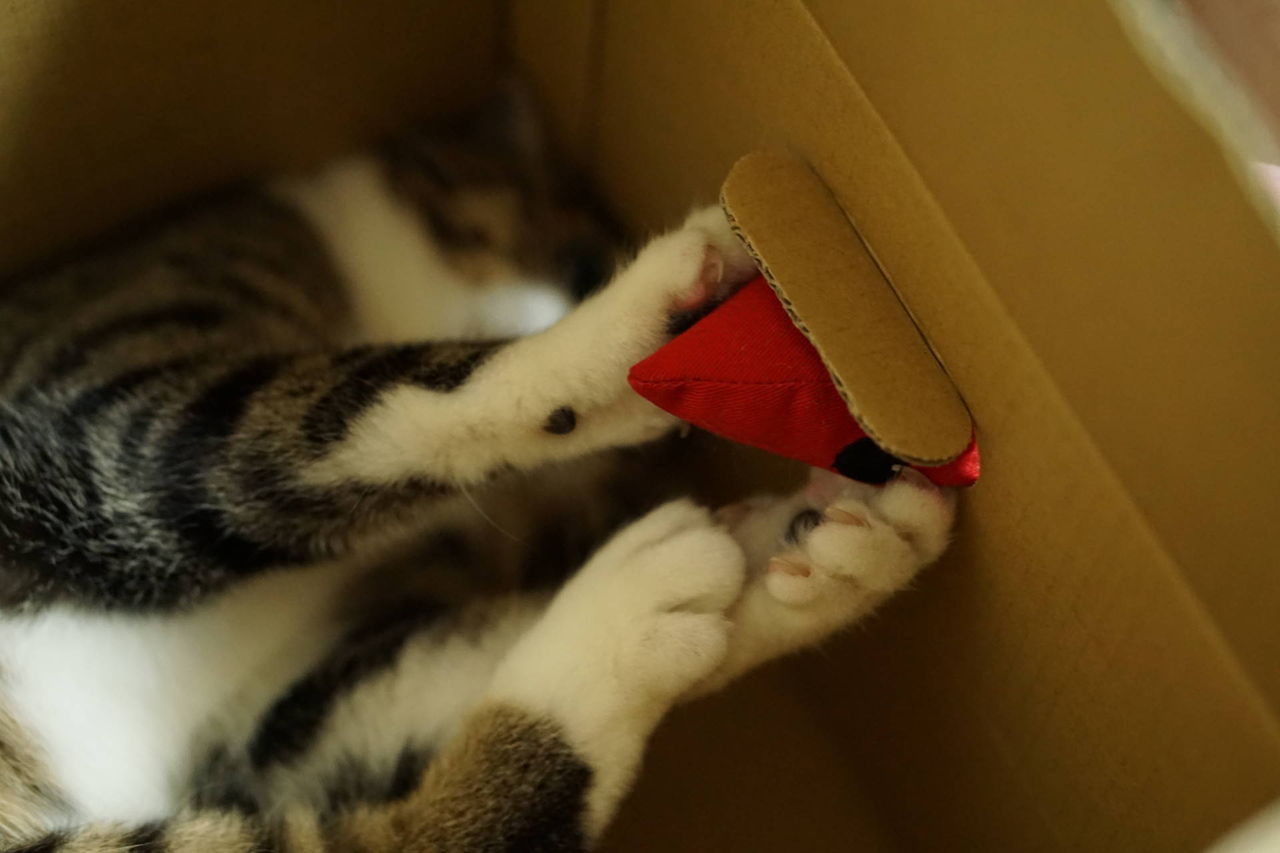 ねこ156 けりぐるみが意外と好評だった件 しかし 時々エビが可哀そうに見えてくる ねことアパートと1人暮らし とらやんとおらと