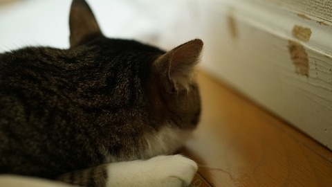 新おこたととら3