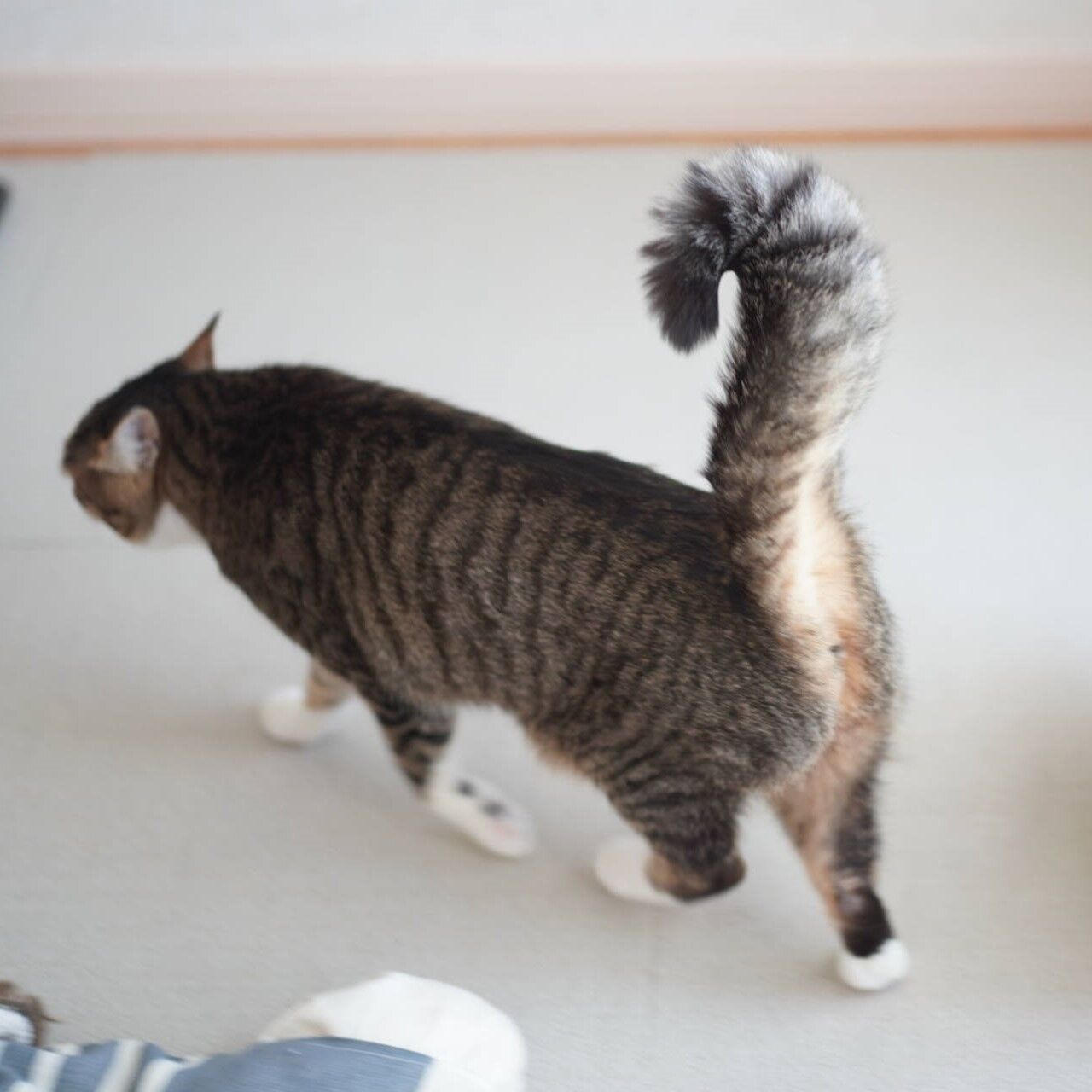 猫1006 しっぽぶわぶわにゃんこ ねことアパートと1人暮らし とらやんとおらと