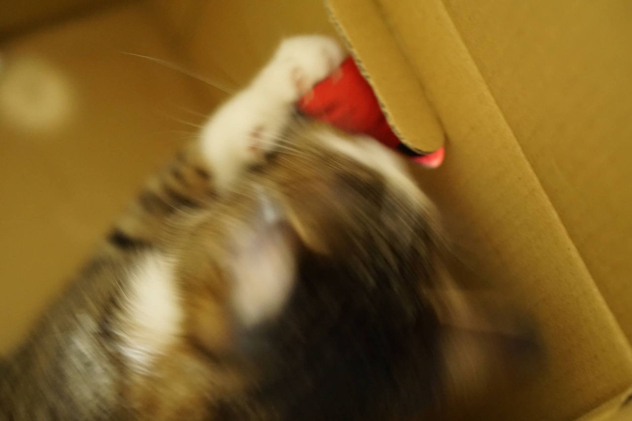 ねこ156 けりぐるみが意外と好評だった件 しかし 時々エビが可哀そうに見えてくる ねことアパートと1人暮らし とらやんとおらと