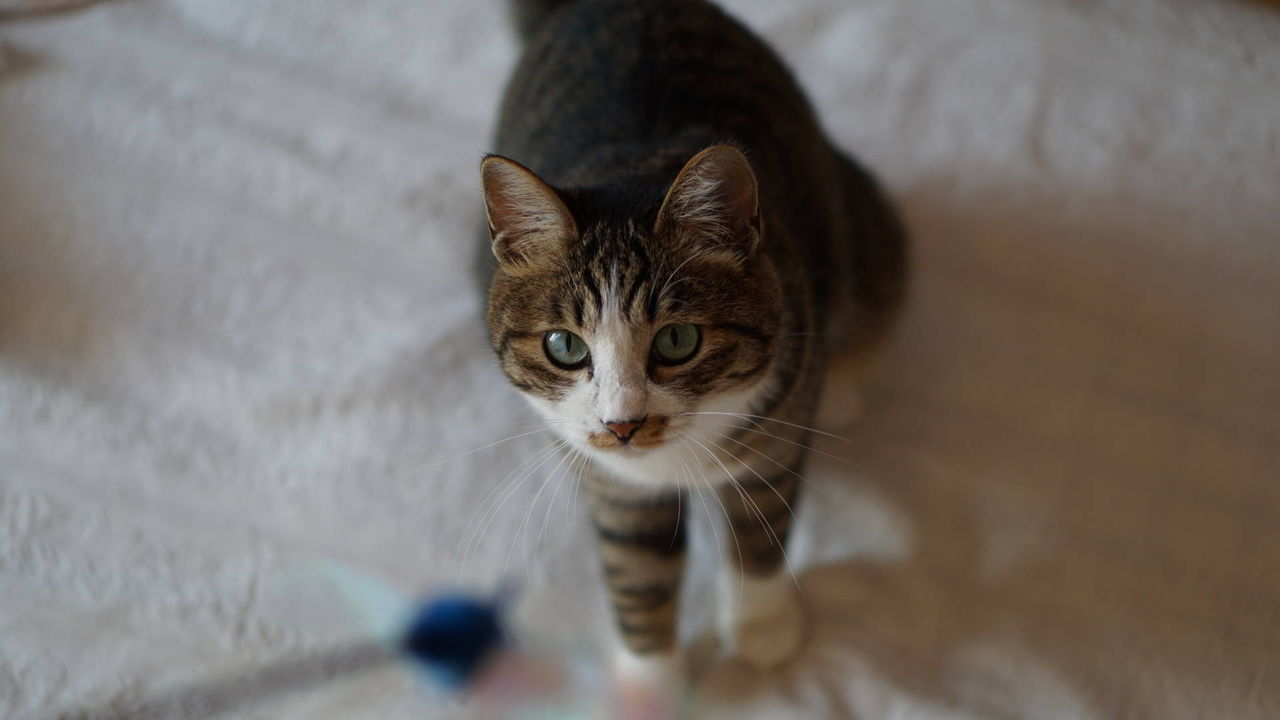 猫392 猫飼ってると布類とことん穴空くよね ネ 今度はシーツに穴が開いたんず ねことアパートと1人暮らし とらやんとおらと 猫392 猫飼ってると布類とことん穴空くよね ネ 今度はシーツに穴が開いたんず ねことアパートと1人暮らし とらやんとおらと