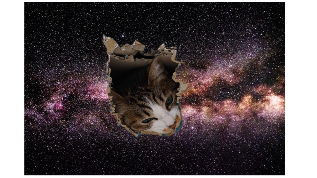 猫752 とらと暮らしておかげさまで3年を迎えました 人 色々あった一年を振り返ってみた 子猫111 ねことアパートと1人暮らし 猫752 とらと暮らしておかげさまで3年を迎えました 人 色々あった一年を振り返ってみた 子猫111 ねことアパートと1人暮らし