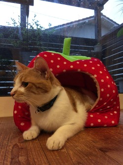 8F7A9A0D-2C48-4CC5-A2D7-28DE77C1DF4F