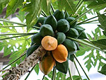02-02papaya