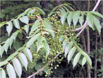 hazeno