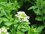 13-09orandagarasi