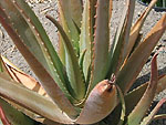 01-03aloevera