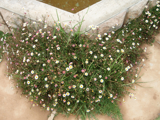 Æî¥¢¥Õ¥ê¥«28-1